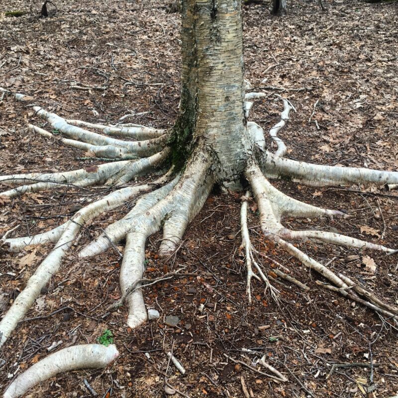 Birch Roots