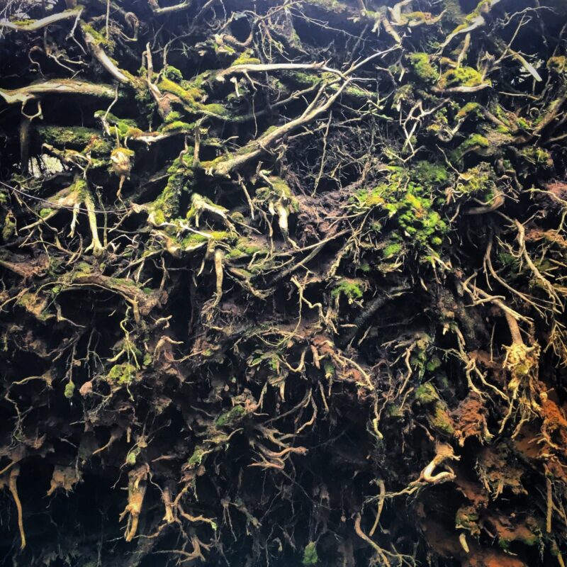 Root Wall