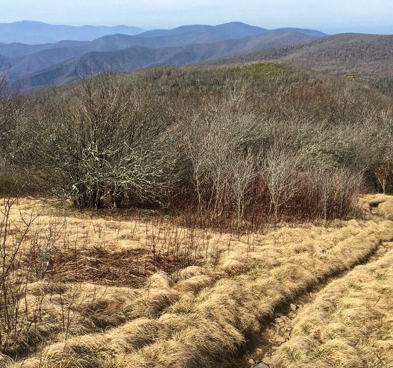 Meadow Meandering