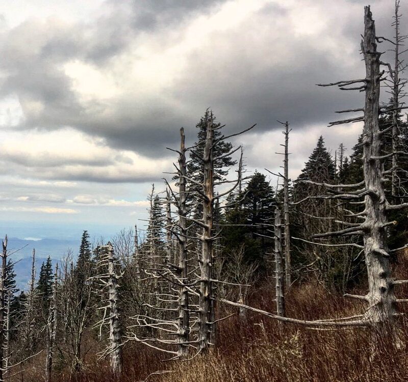 Ghost Forests of The Smokies