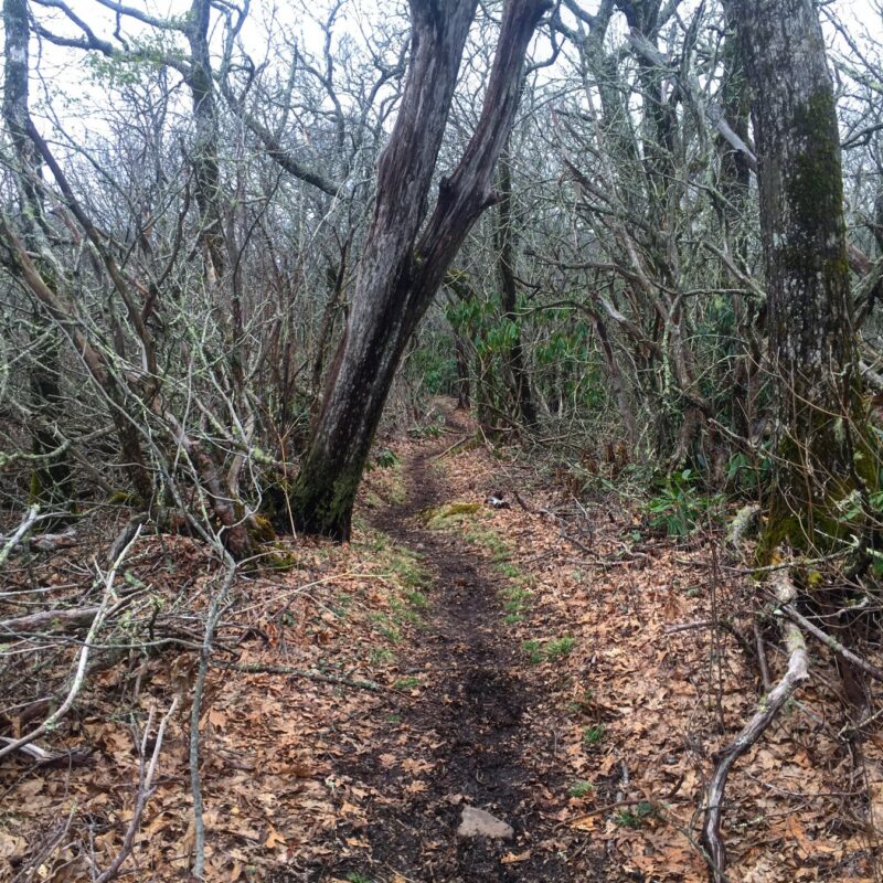 Brambles Reaching
