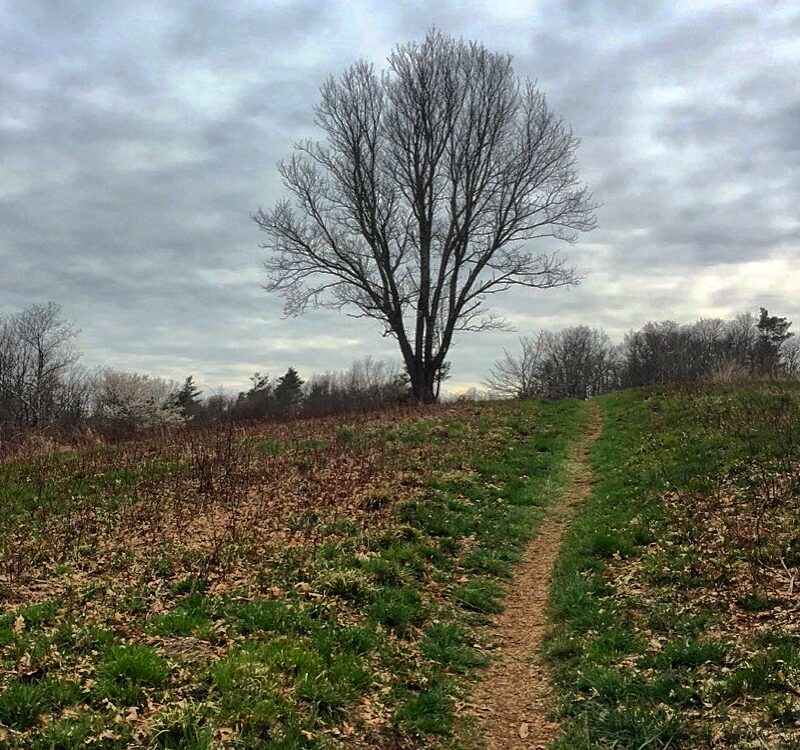 Calm Walking