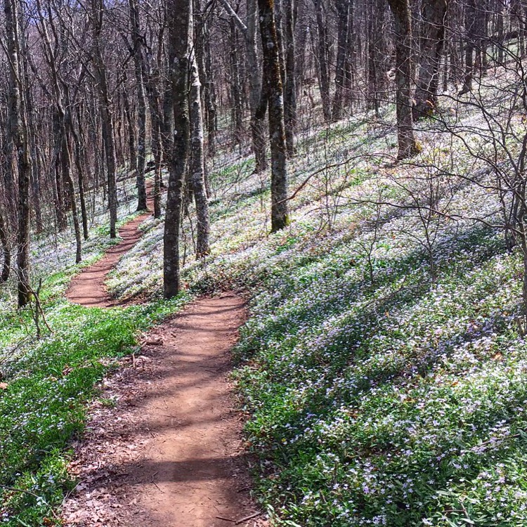 Wildflowers In Bloom