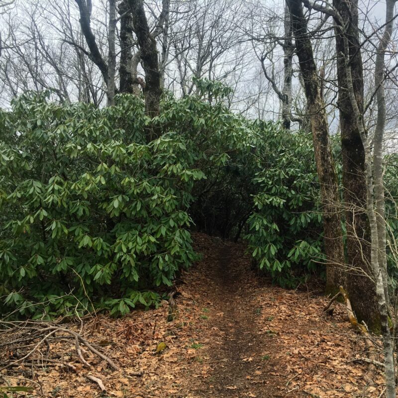 Cavern of Leaves