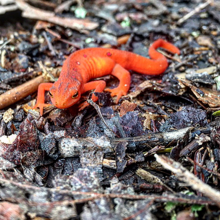 Southern Salamander