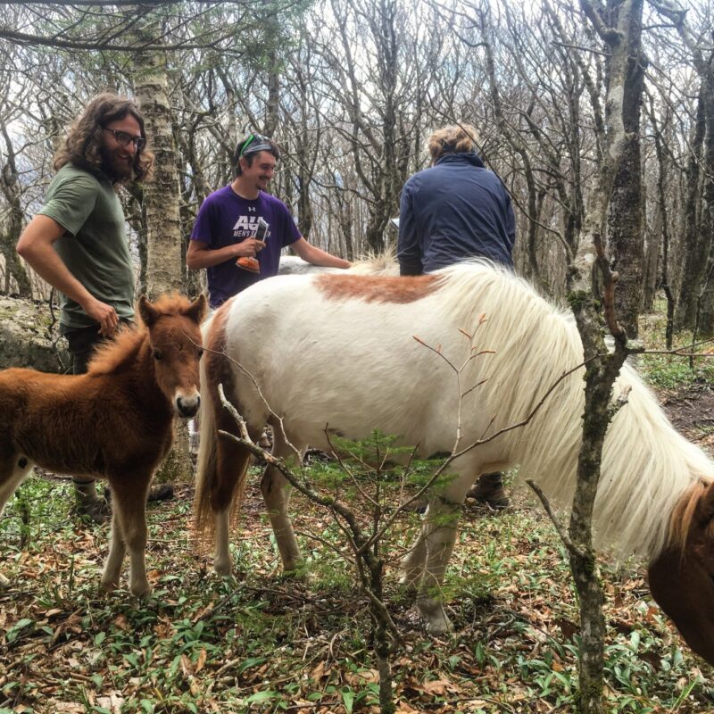 Grayson Ponies