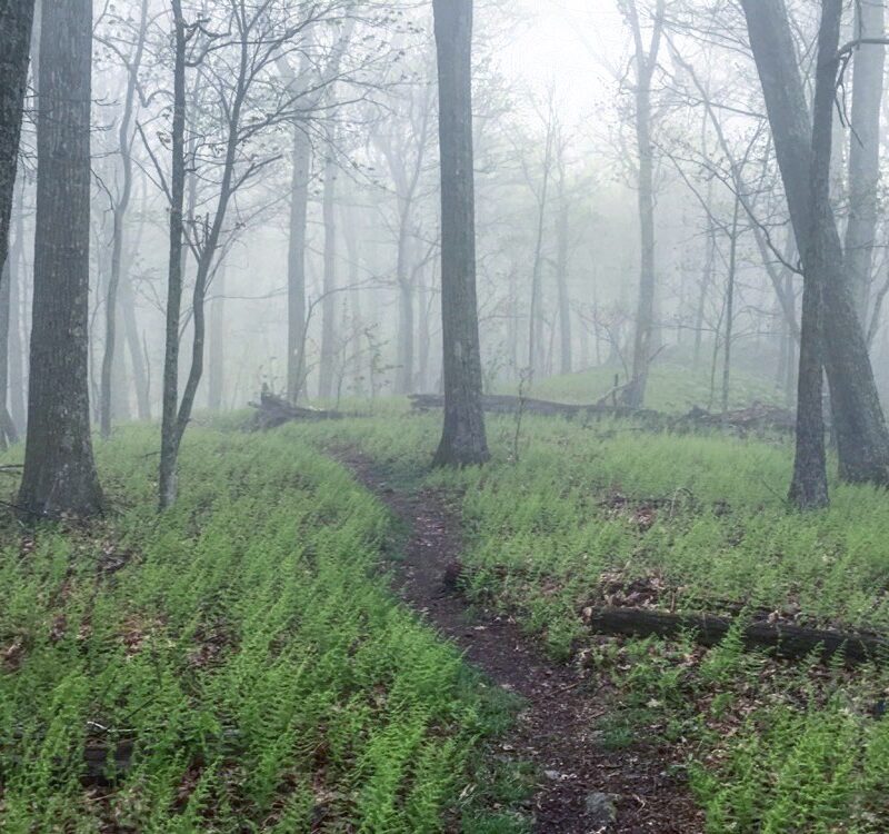 Mist Stroll