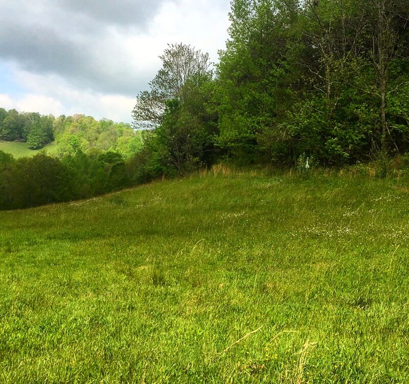 Meadow Walk