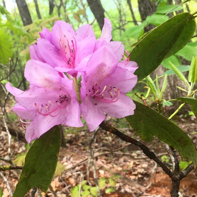 Rhododendron Bloom