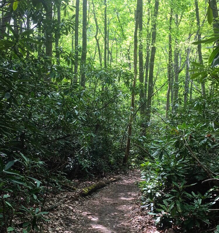 Green Tunnel