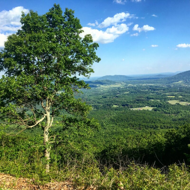 Tree Along Blue Ridge Parkway