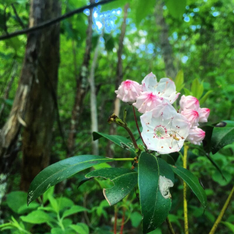 Floral Visitor