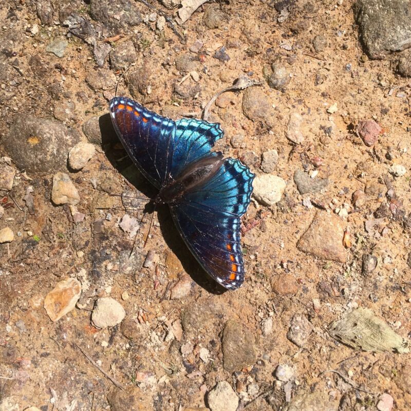 Butterfly Colors of Maryland