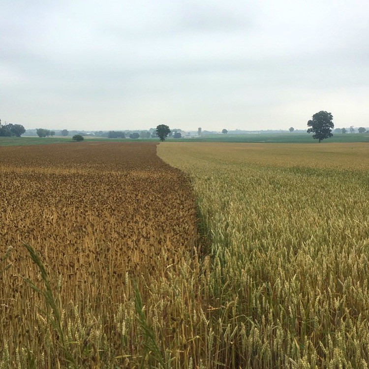 Symmetrical Cornfields Near I-81