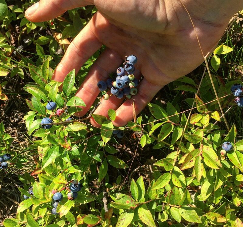 Blueberries In Bloom