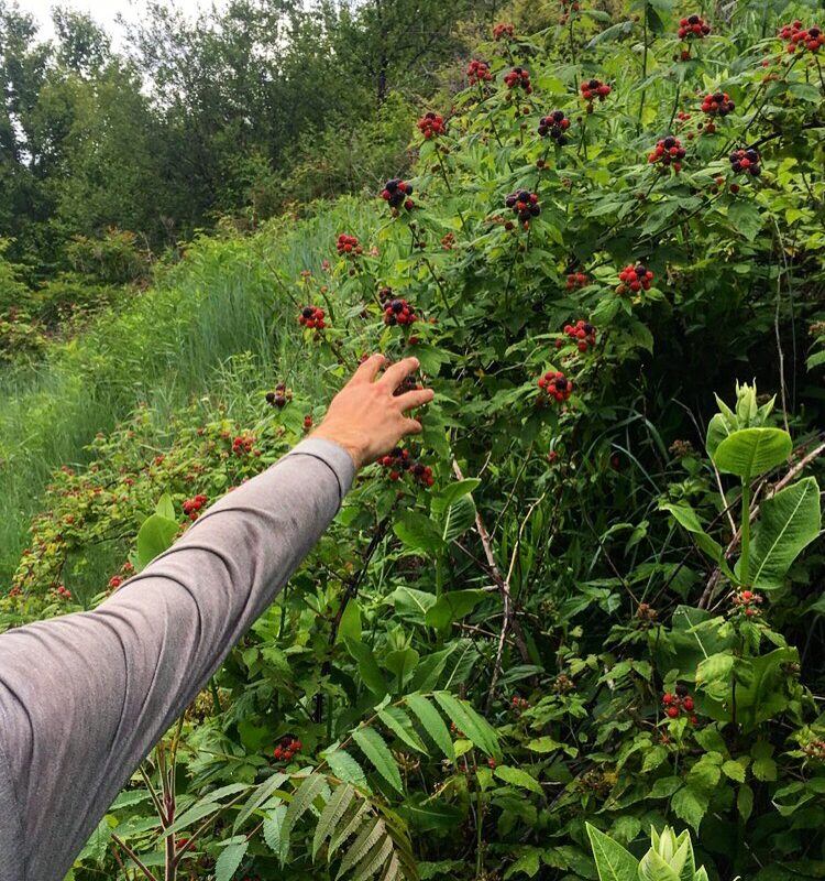 Blackberries in Bloom!