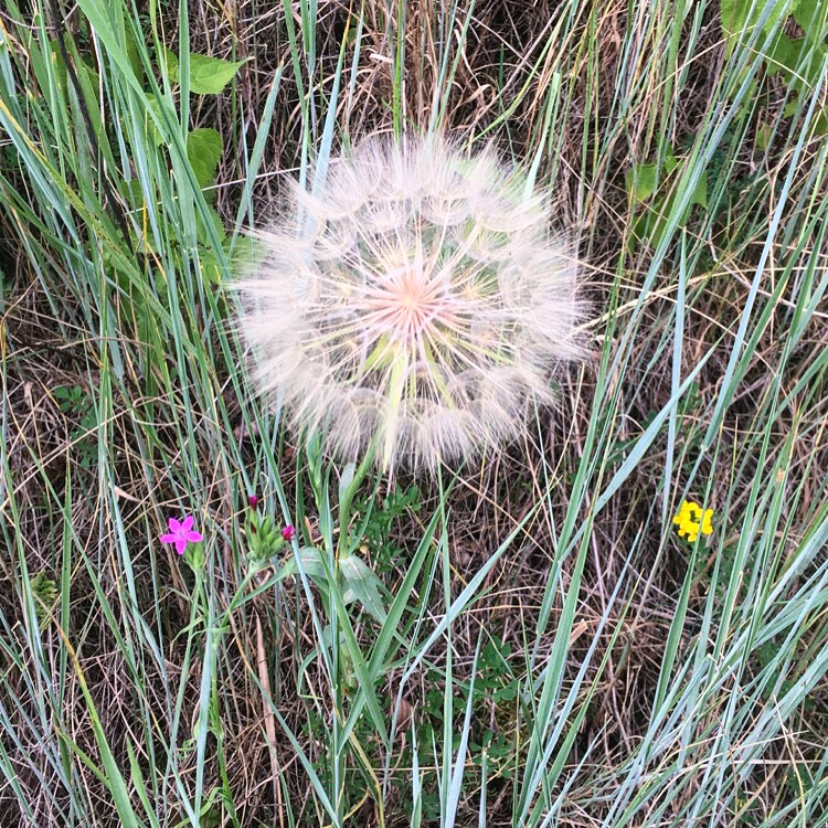 Mega Dandelion