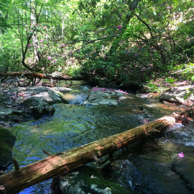 Lush Debris