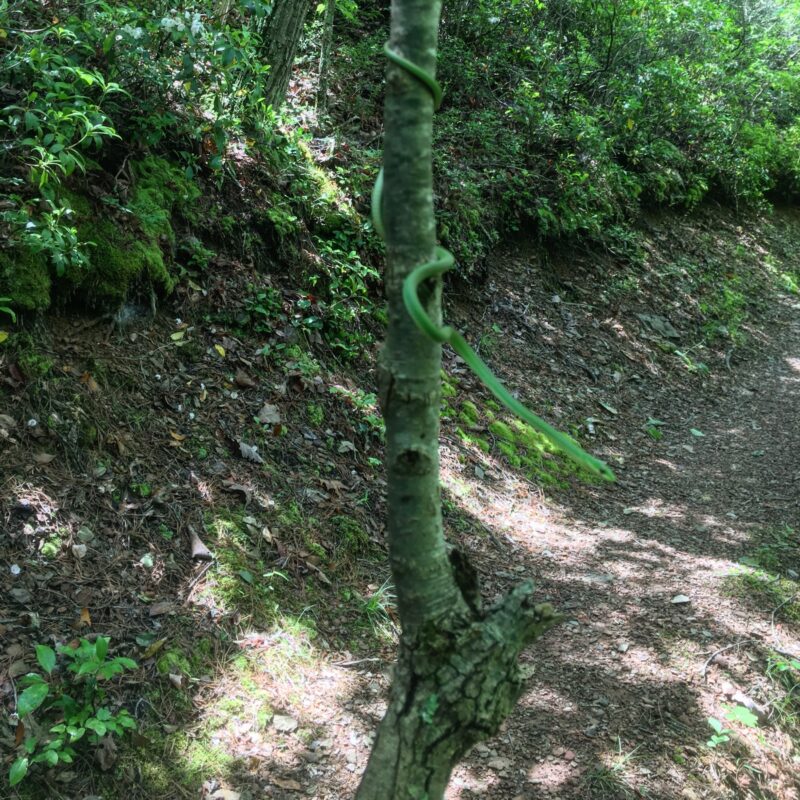 The Slinker