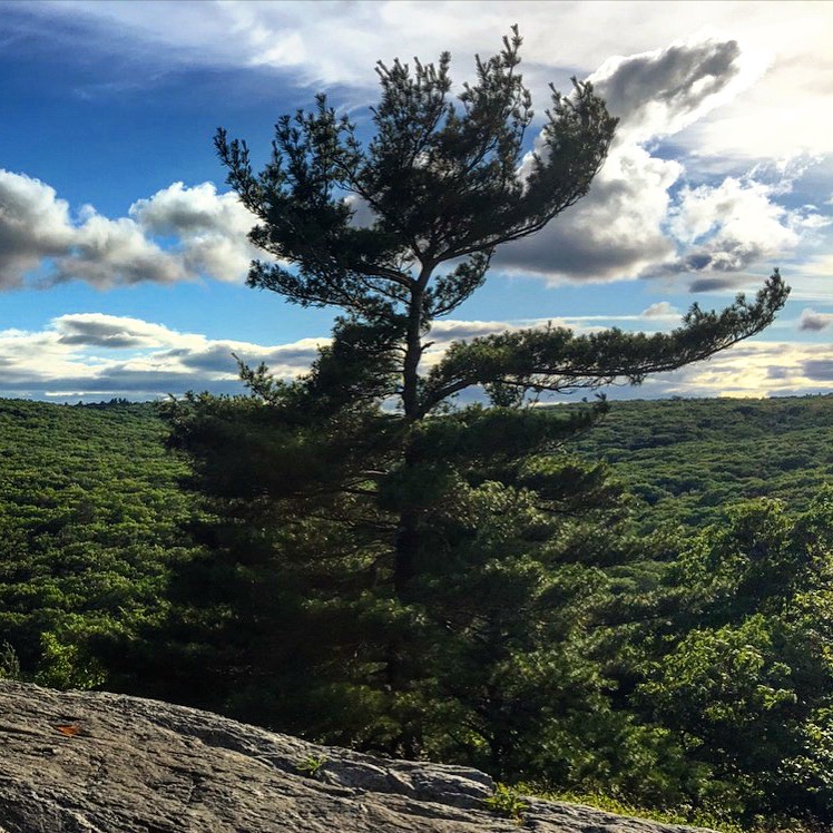 The Tree at Lion's Head