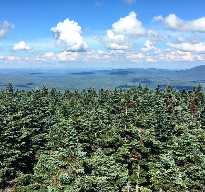 Spruce Horizon