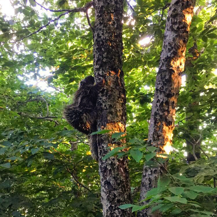 Porcupine Climb