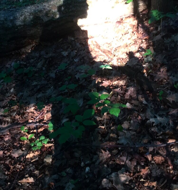 Self Silhouette