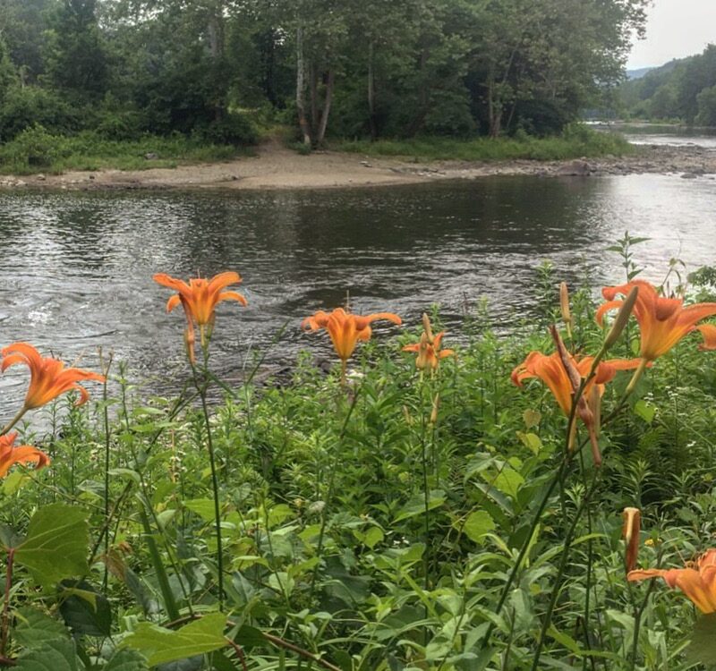 Housatonic Blossoms