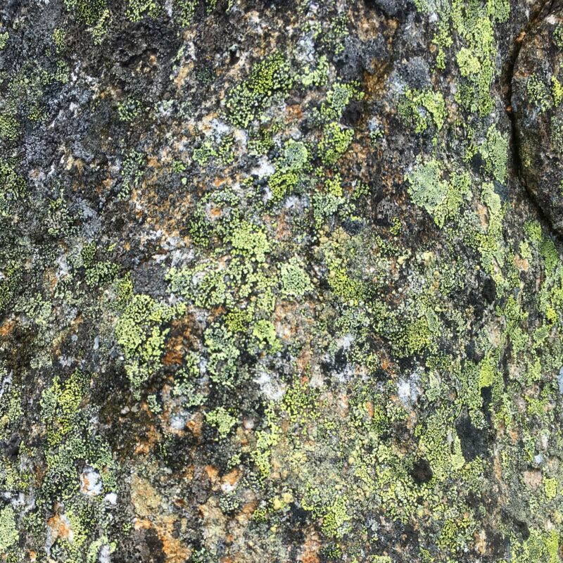 Alpine Lichen
