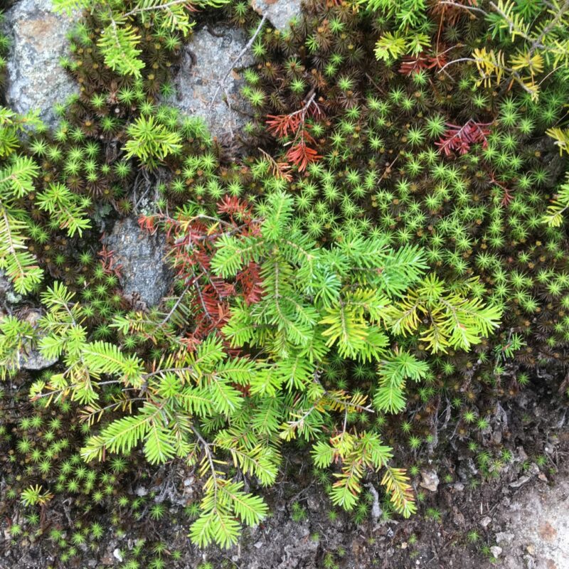 Alpine Vegetation