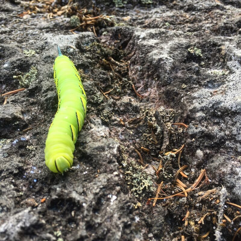 Creepy Crawler
