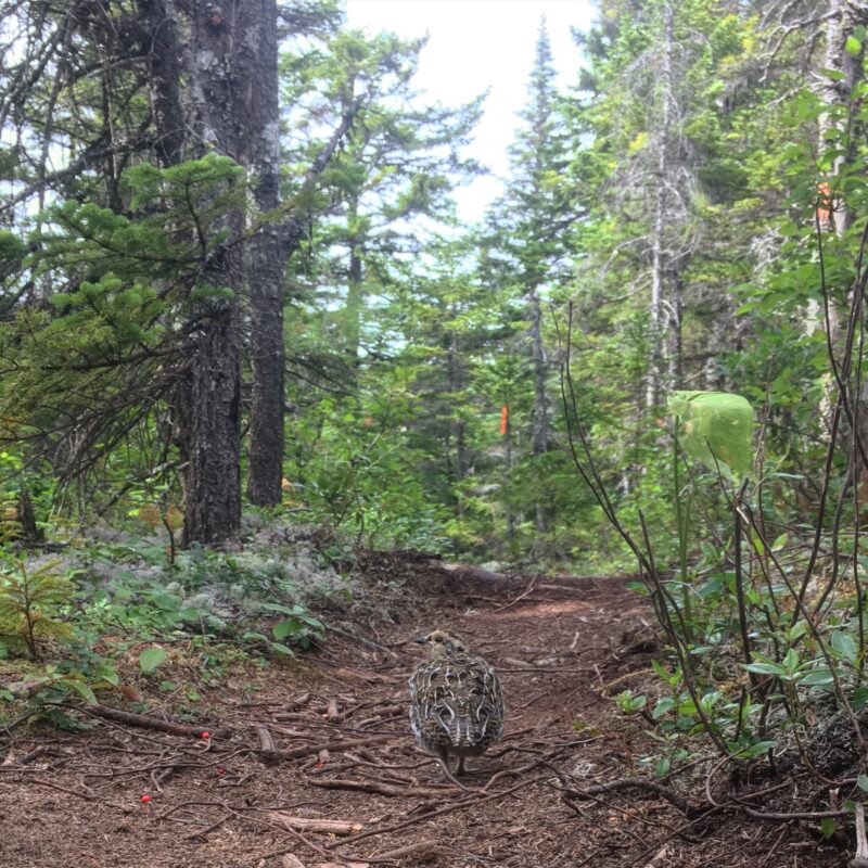 Trail Traffic