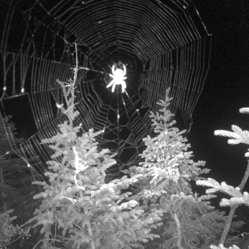 Sights of the Night Hike