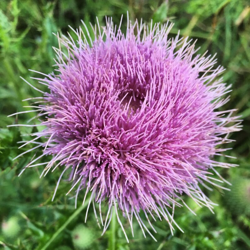 Fibrous Bloom