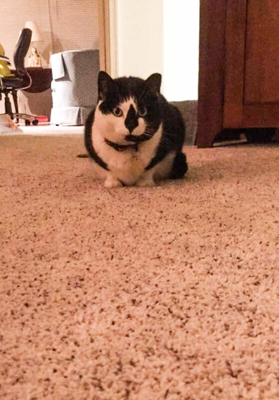 Meowsurfing