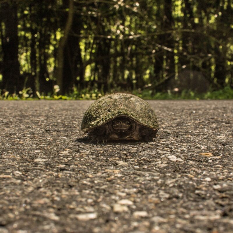 Watch out for Turtles
