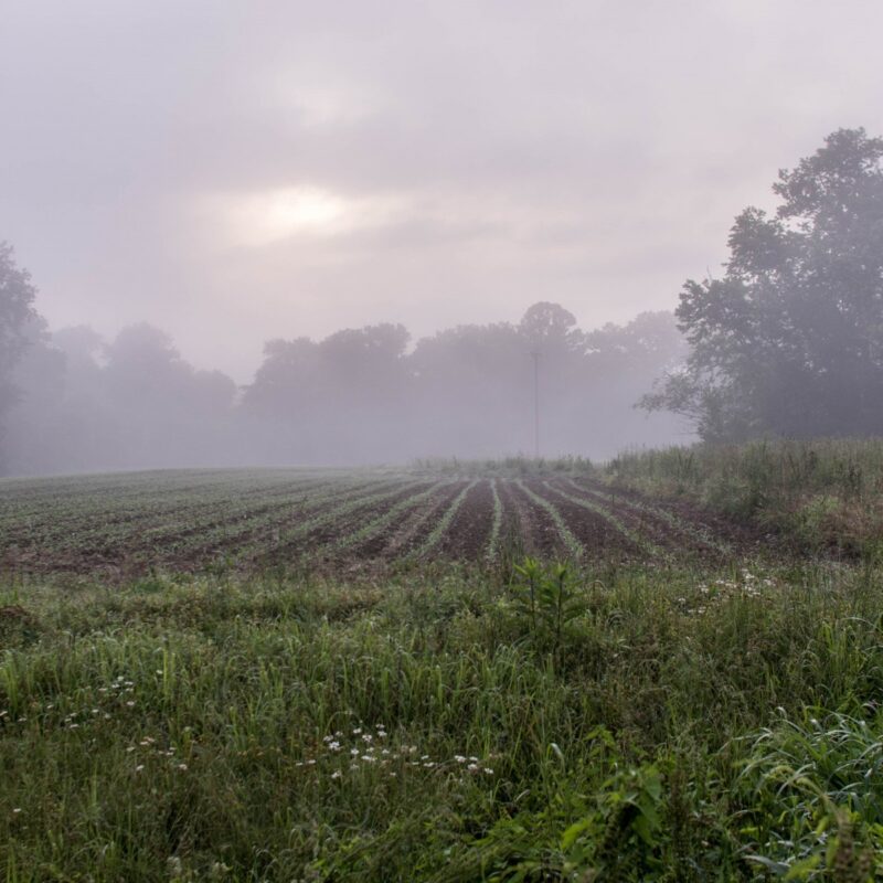 Boonesville Fog