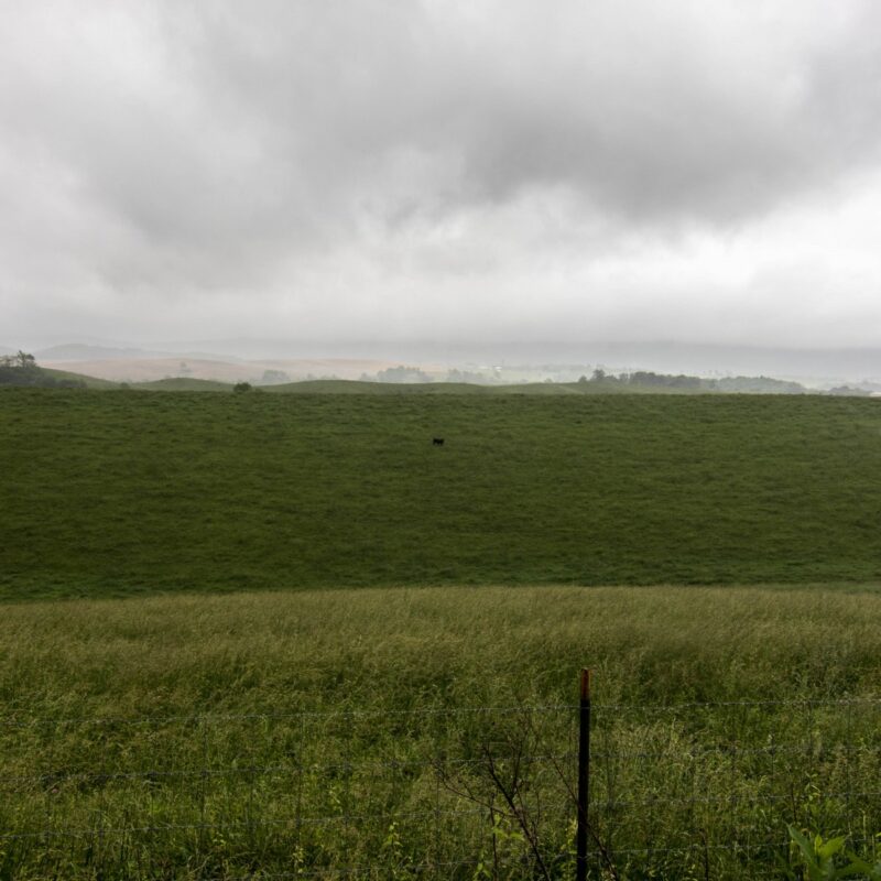 The Lone Cow of Max Meadows