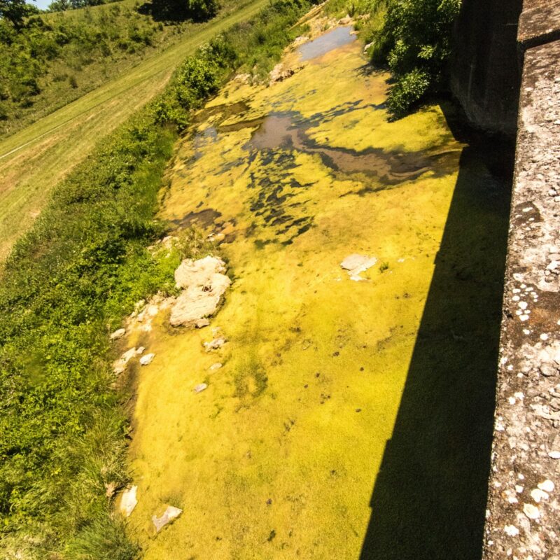 Rural Swamp