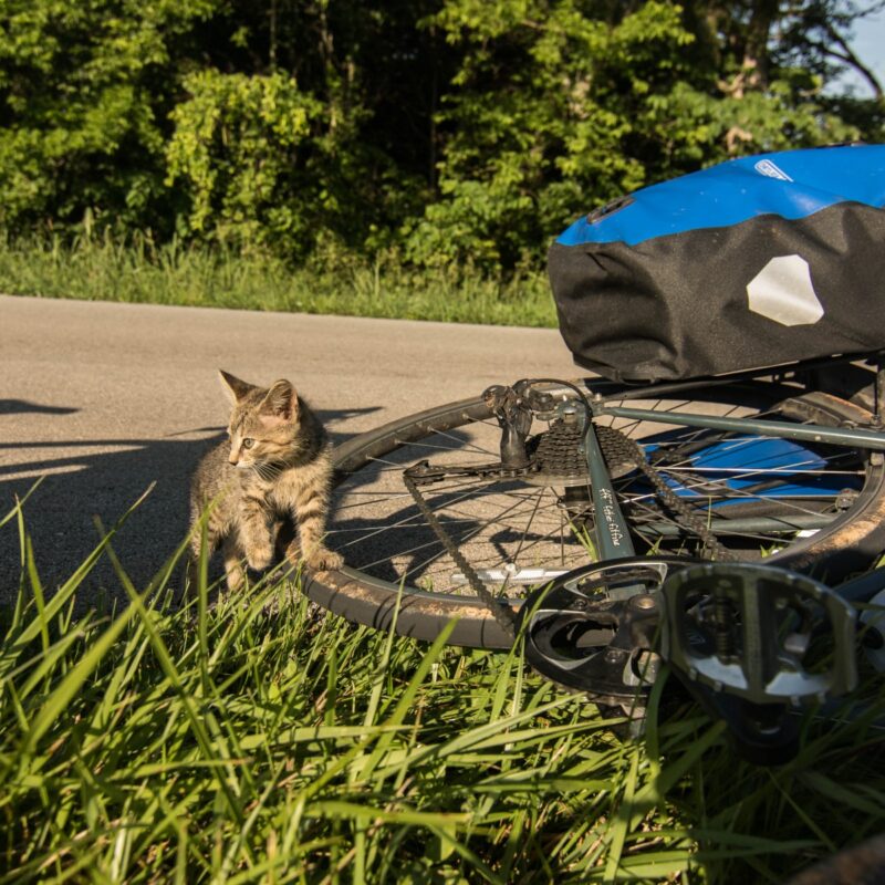Stalking Kitten