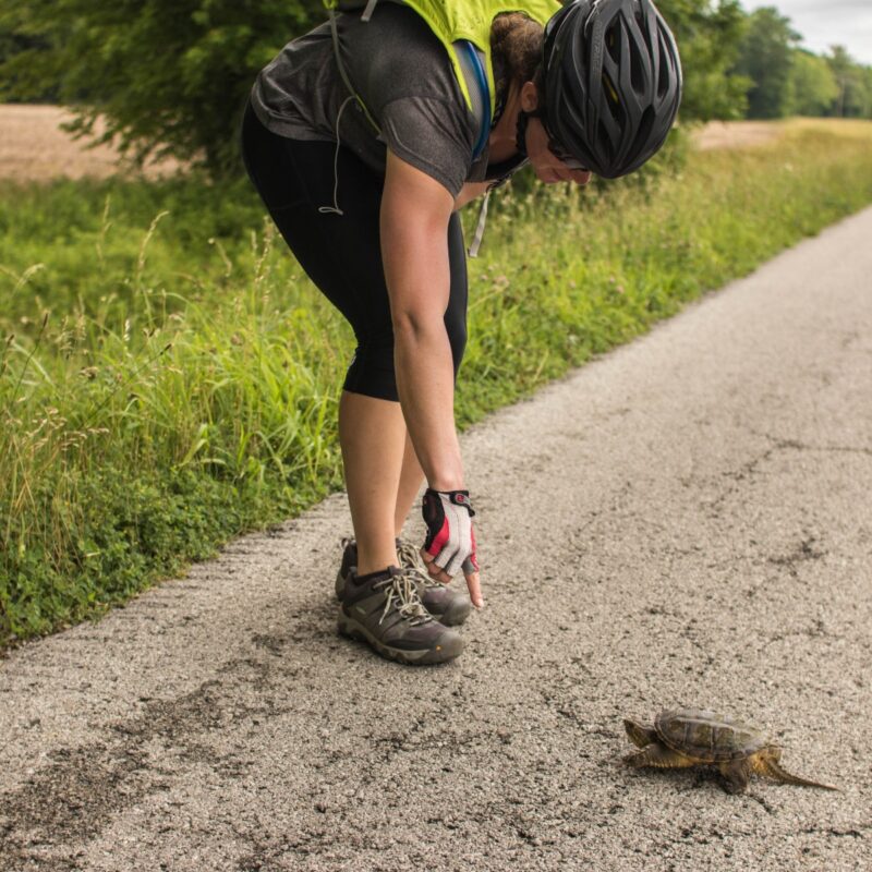 Luring Turtles
