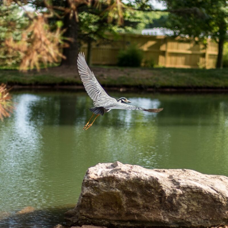 Heron of Mizumoto