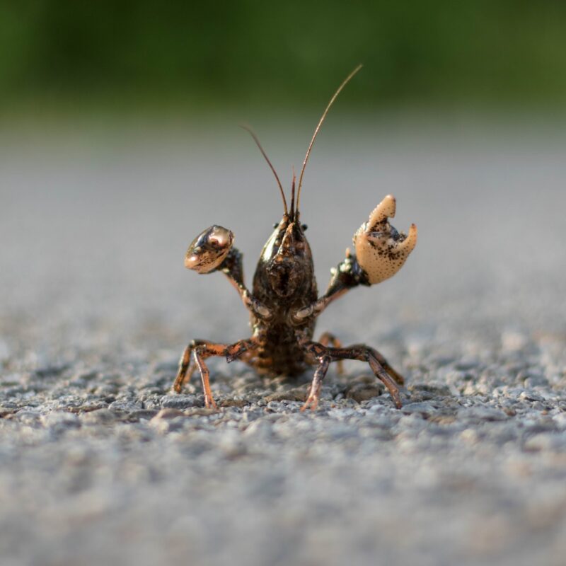 Crawfish on the Road!