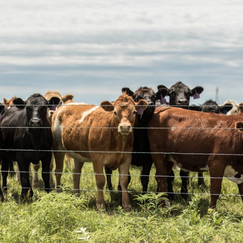 Curious Cows