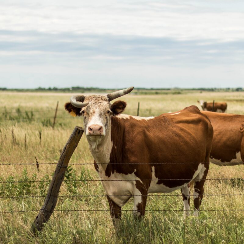 Twisted Longhorn