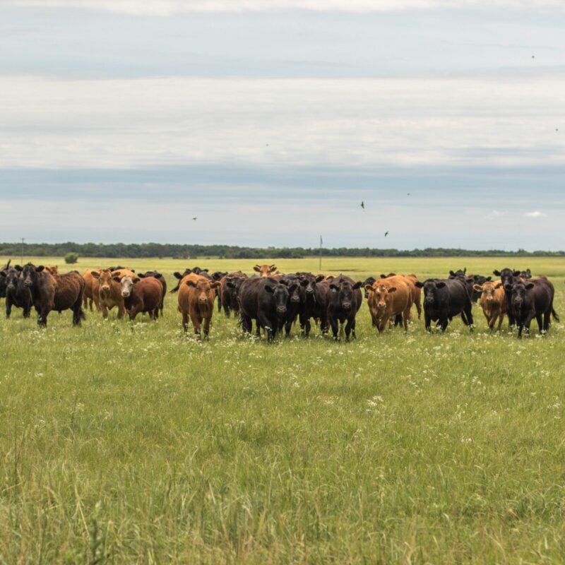 The Cows Are Coming Home