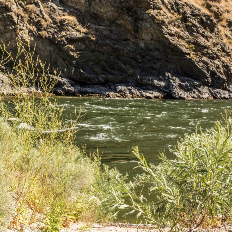 Salmon River Foliage