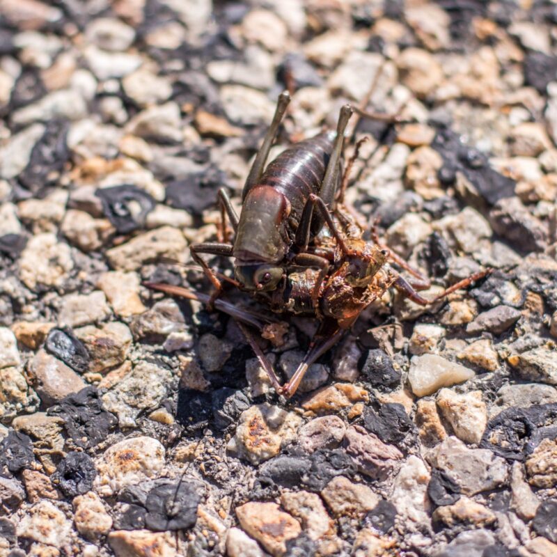 Mormon Cricket Cannibalism