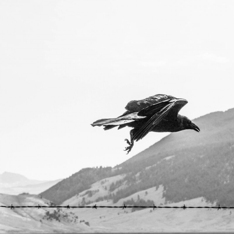 Raven Taking Flight