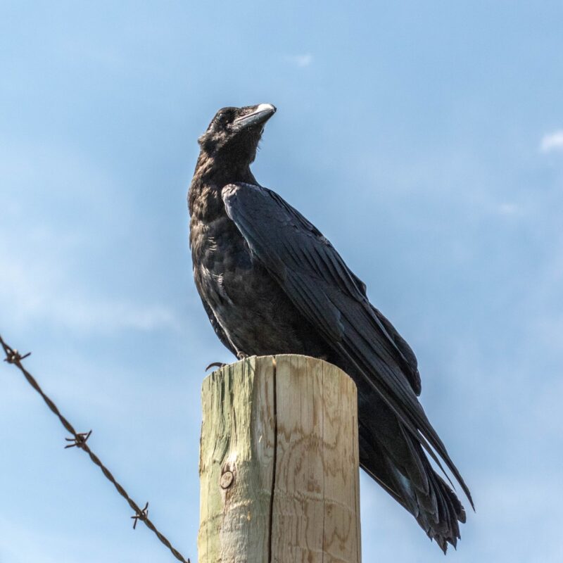 Raven in Profile